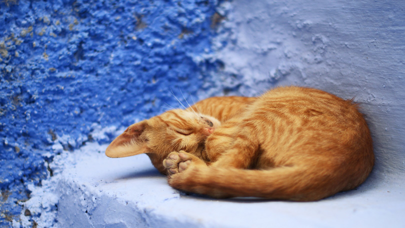 rencontre chefchaouen